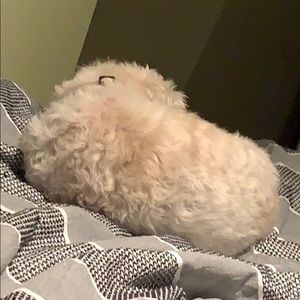 Meet your Posher, Gina